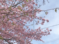 赤沢日帰り温泉館前のさくら咲いてます。