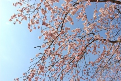 伊豆高原桜まつりの季節です。
