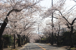 伊豆高原 桜並木の開花情報