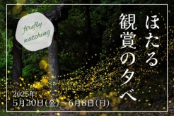 🌟初夏の夜を彩る幻想のひととき🌙
