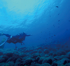 ダイビング体験・スノーケリング体験